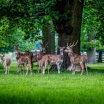 OPPO Find X9 Pro vs. OnePlus 15 vs. Xiaomi 17 Pro Max vs. Honor Magic 8 Pro – Kamera- und Technik-Vergleich 2025